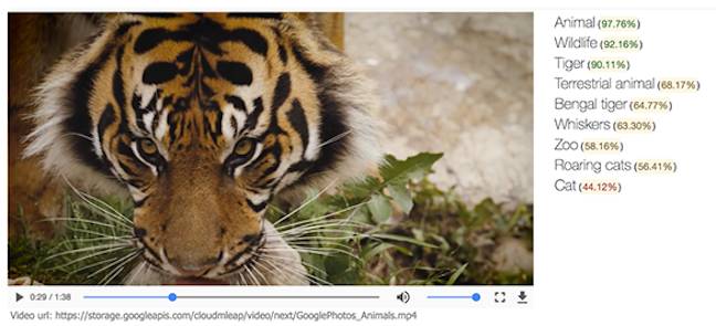 Google's Tiger video