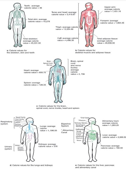 Dieting cannibals: At last, a scientist has calculated calories for ...