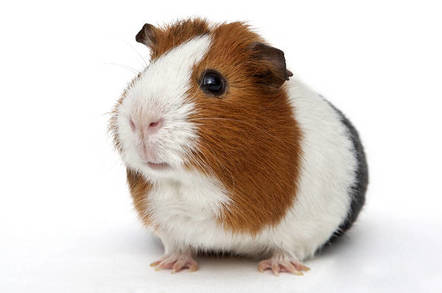 A guinea pig