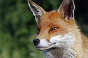 red fox. pic by Shutterstock