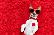 Jack Russell in love photo via Shutterstock