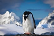Sad penguin photo via Shutterstock