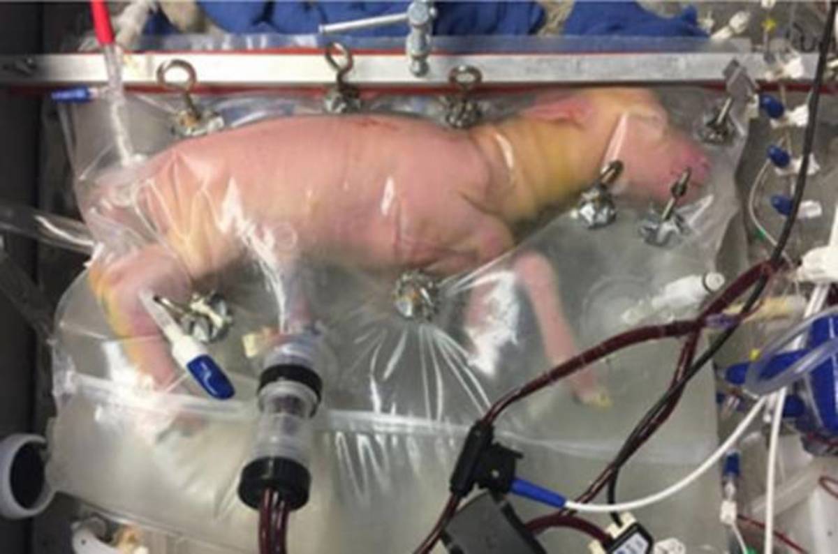 photo of Ewe, get a womb! Docs grow baby lambs in shrink-wrap plastic bags image