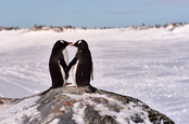 Gentoo penguins photo via Shutterstock