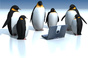 Penguins surround laptop. Pic by Shutterstock