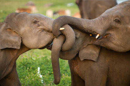Elephants hugging . Pic by Shutterstock