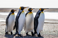 March of the penguins photo via Shutterstock