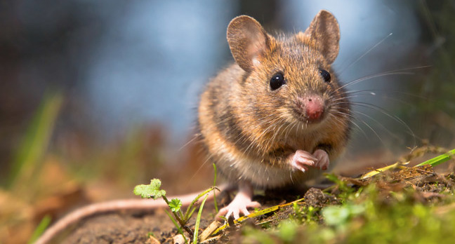 Mouse photo via Shutterstock