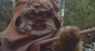 Ewok