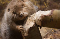 A beaver chewing down a tree