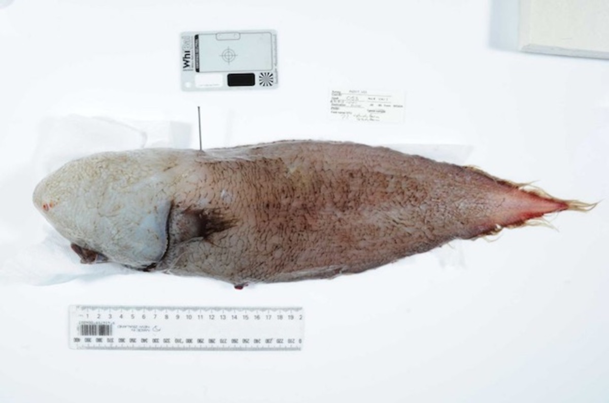 Boffins spot 'faceless fish' in strange alien environment