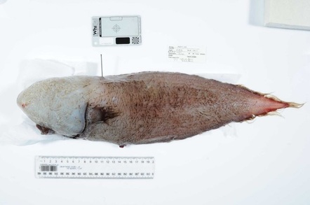 Faceless fish. Source: John Pogonoski, CSIRO, via ABC