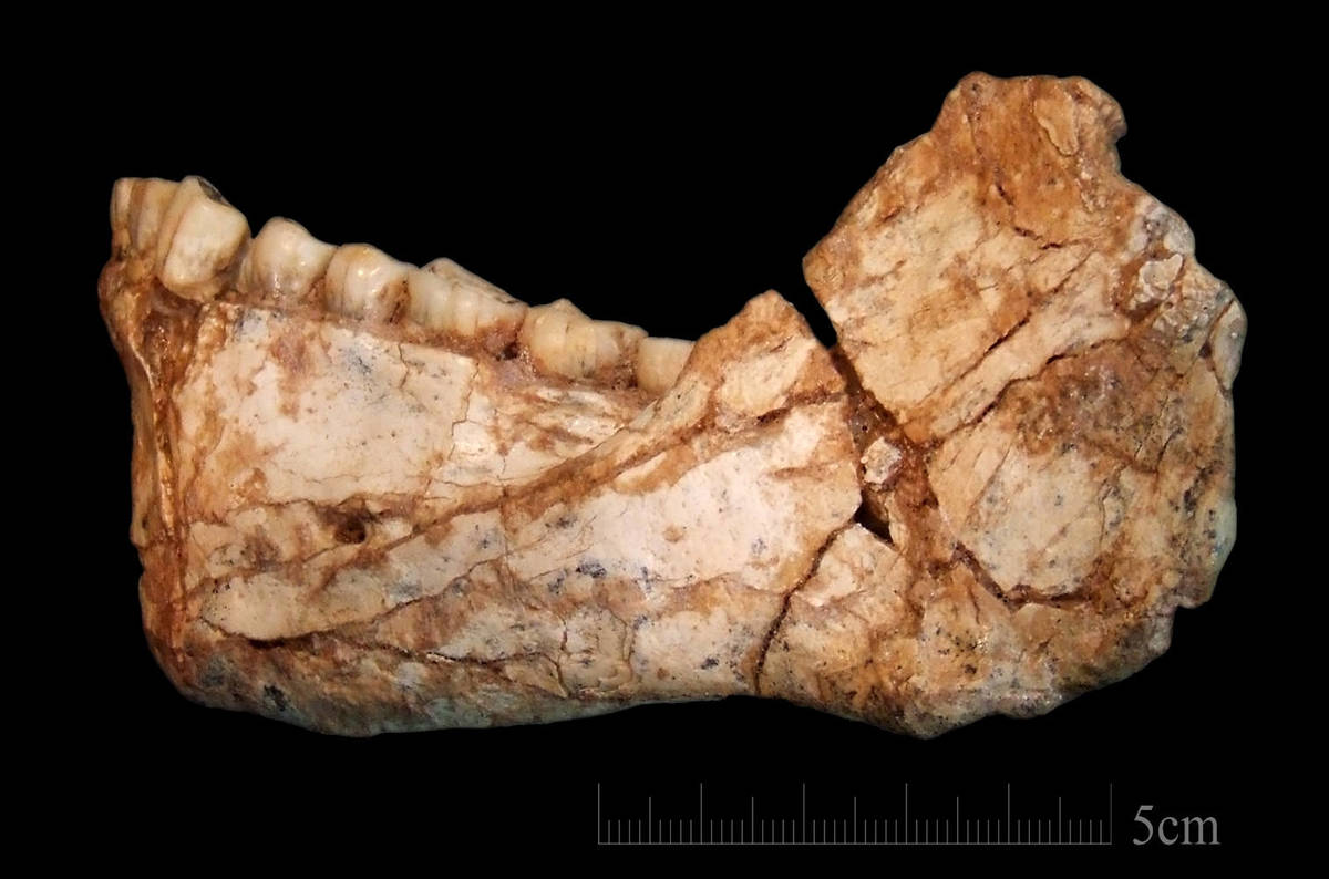 Feeling old? Well, we're older than that: Newly found Homo sapiens jaw ...