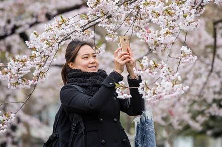 cherry blossom