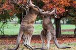 kangaroo