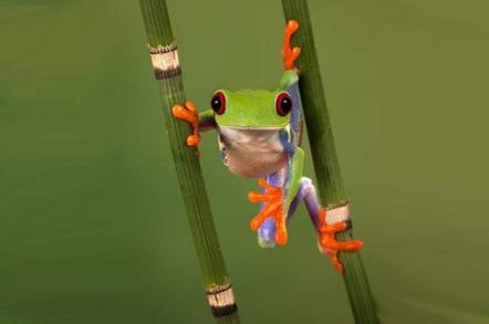 frog peers around plant... pic by shutterstock