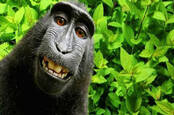 Monkey selfie