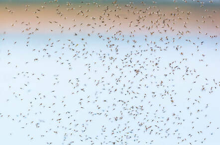 Mosquito swarm - Shutterstock - by TT Photo