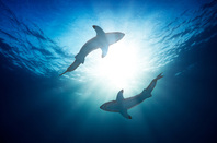 Sharks photo via Shutterstock