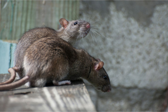Rat Species  Rentokil Pest Control Indonesia