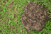 A heap of dung