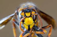 Asian hornet face. Pic: Shutterstock