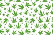 Cannabis leaves