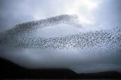 Murmuration