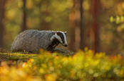 badger