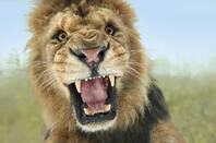 lion roars
