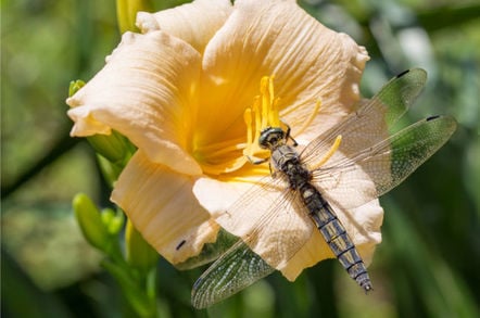 Dragonfly sits on a yellow flower