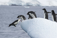 Penguins line up to dive into the icy water from the ice floe.