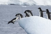 Penguins line up to dive into the icy water from the ice floe.