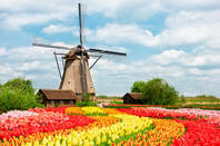 Dutch windmill with tulips