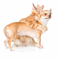Dog and cat hug