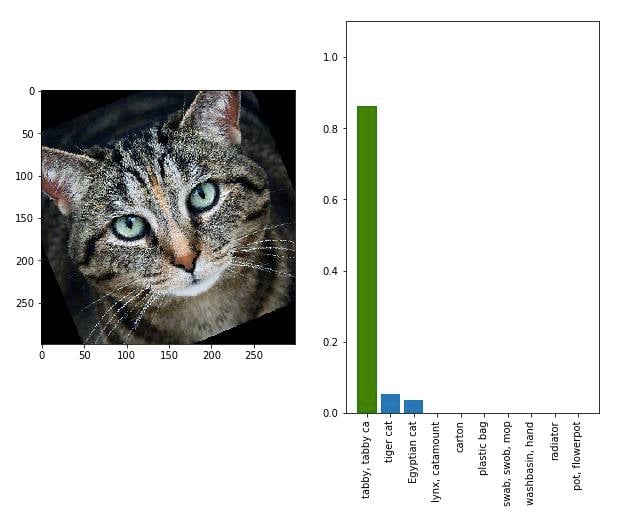 screenshot of an AI correctly identifying a cat