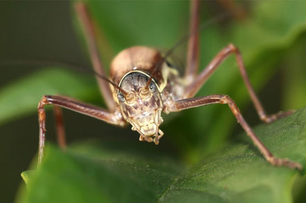 Ephippiger terrestris cricket species front closeup menacing camera