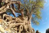 A tree with the roots exposed appears as if it's walking. 