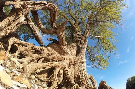 A tree with the roots exposed appears as if it's walking.