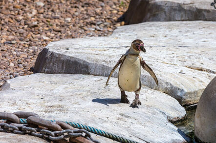 Penguin on Galapagos... chain in the foreground