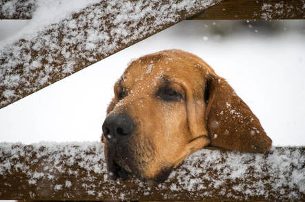 bloodhound tracks through the snow
