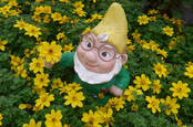 Gnome in a field of daisies