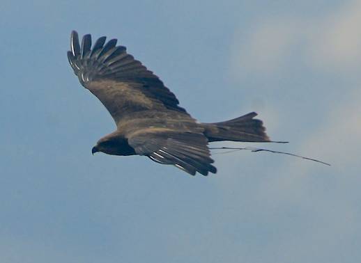 A black kite carrying grass