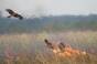 Black kites foraging near a fire