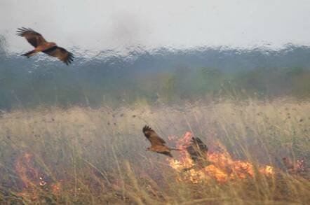 Black kites foraging near a fire