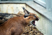 caracal