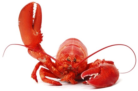 A Lobster
