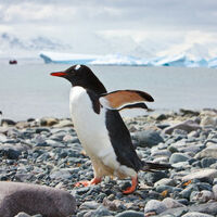 Penguins on a rocky beach in Antarctica with a ship passing ice floes in the background