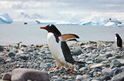 Penguins on a rocky beach in Antarctica with a ship passing ice floes in the background