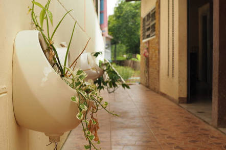 Plants growing from a urinal